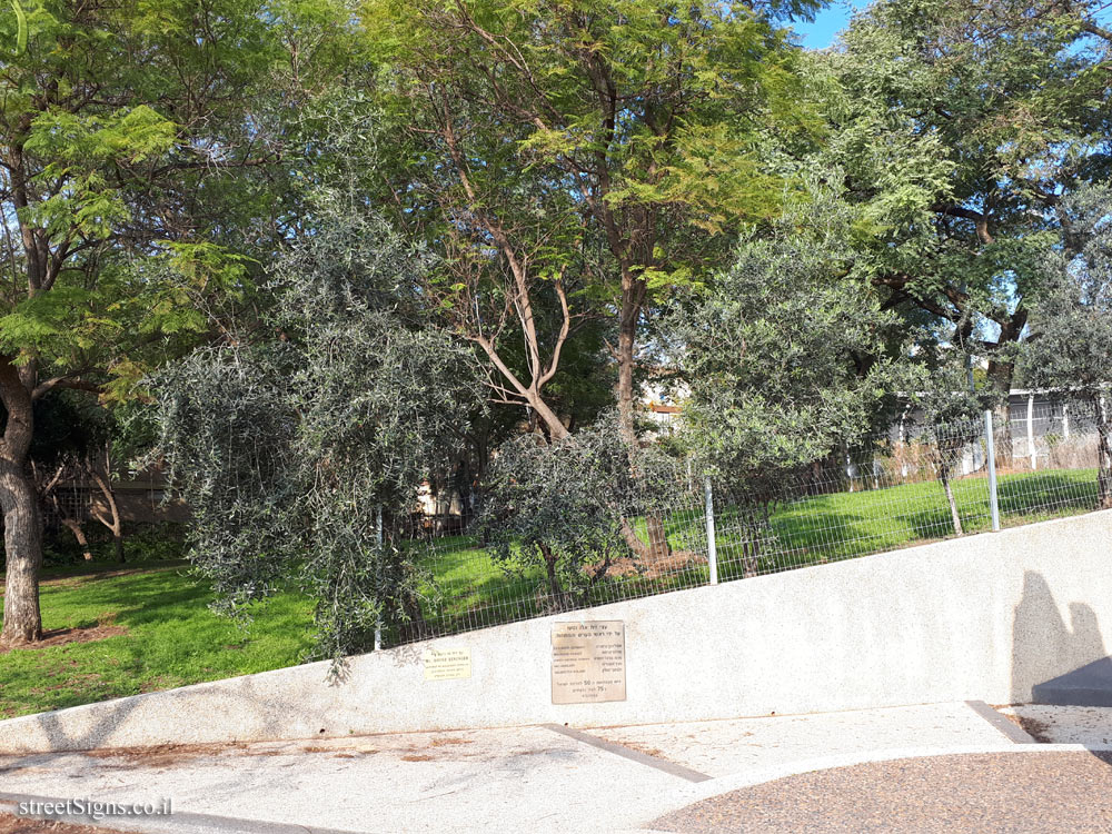 Givatayim - Olive trees planted by sister city mayors - Rivka Garden, Simtat Tsviya Lubetkin 4, Giv’atayim, Israel