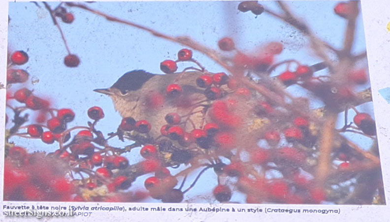 Paris - Eurasian blackcap - 14 Rue Payenne, 75003 Paris, France