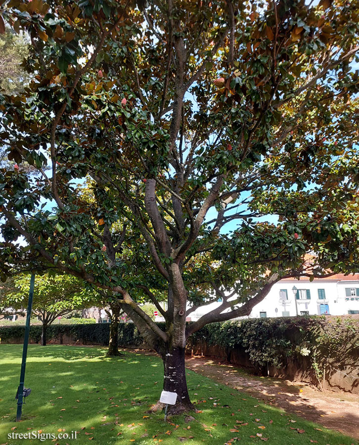 Cascais - Southern magnolia - R. Júlio Pereira de Mello 24, 2750-642 Cascais, Portugal